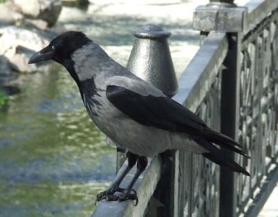 Прикрепленное изображение: snb2.jpg